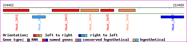 gene map