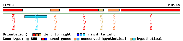 gene map