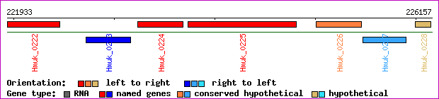 gene map
