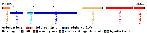 gene map