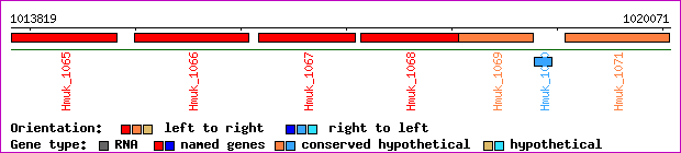 gene map