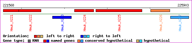 gene map