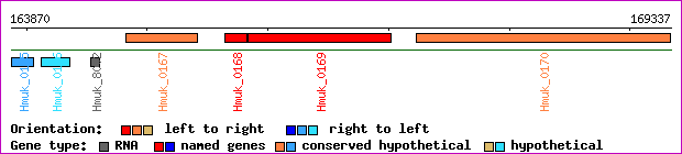 gene map