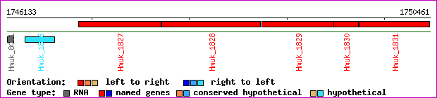 gene map