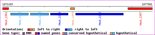 gene map