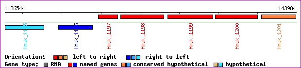 gene map