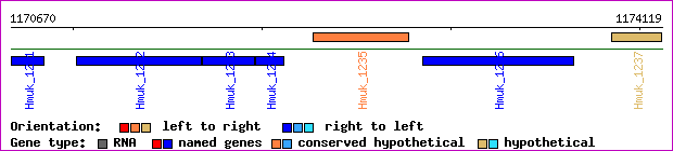 gene map