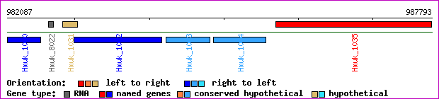 gene map
