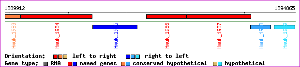 gene map