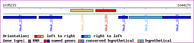 gene map