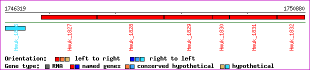 gene map