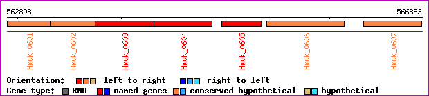 gene map