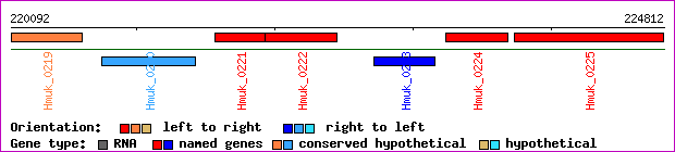 gene map