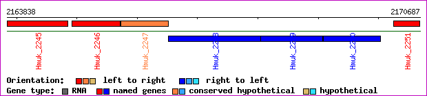 gene map