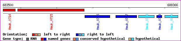 gene map