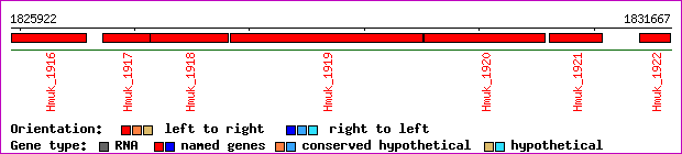 gene map