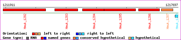 gene map