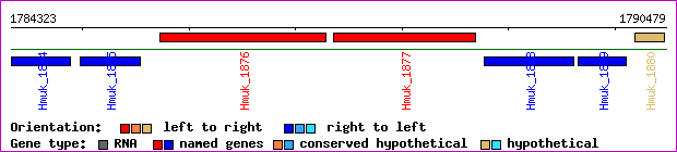 gene map