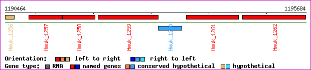 gene map
