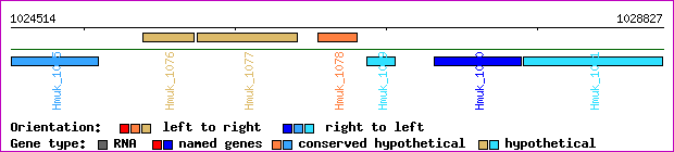 gene map
