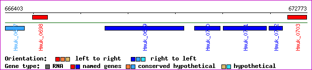 gene map