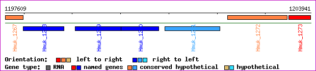 gene map
