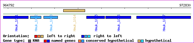 gene map