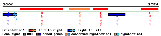 gene map