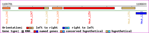 gene map