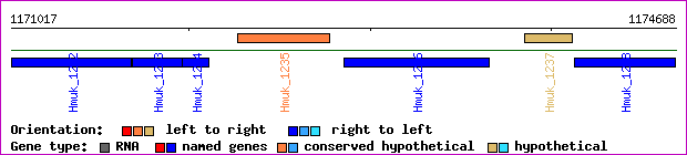 gene map