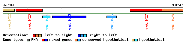 gene map