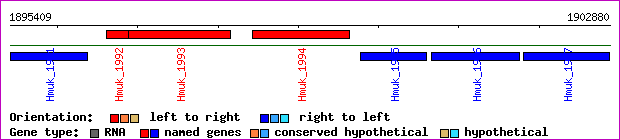 gene map