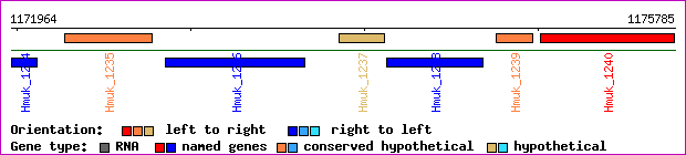 gene map
