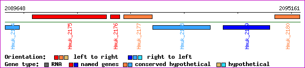 gene map
