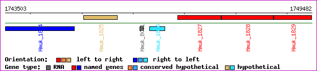 gene map