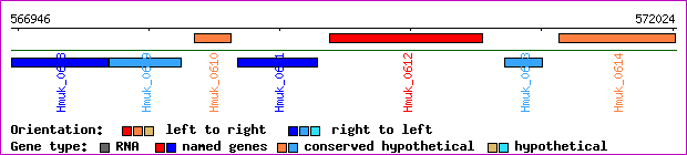 gene map