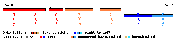 gene map