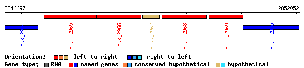 gene map