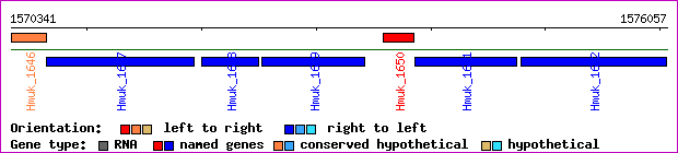 gene map
