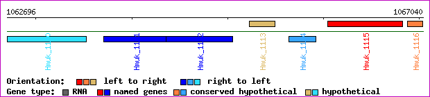 gene map