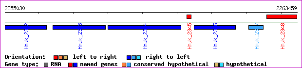 gene map