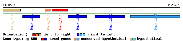 gene map