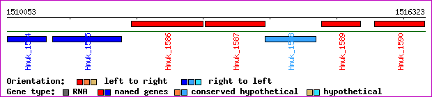 gene map