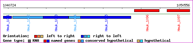 gene map