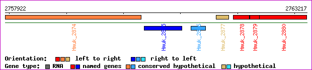 gene map