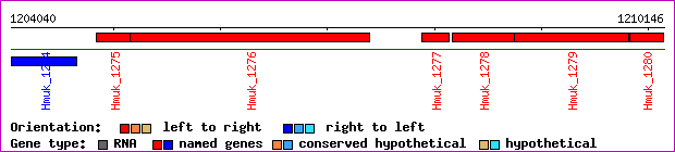 gene map