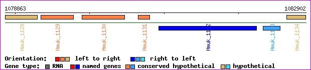 gene map
