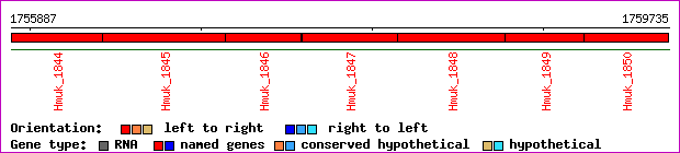 gene map
