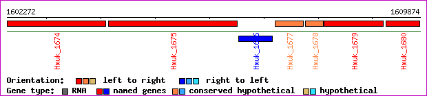 gene map