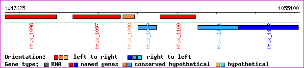 gene map